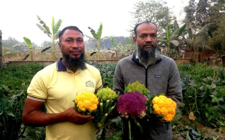 ঈশ্বরদীতে ৩ জাতের রঙীন ফুল কপি চাষ করে তাক লাগিয়েছেন শফিকুল