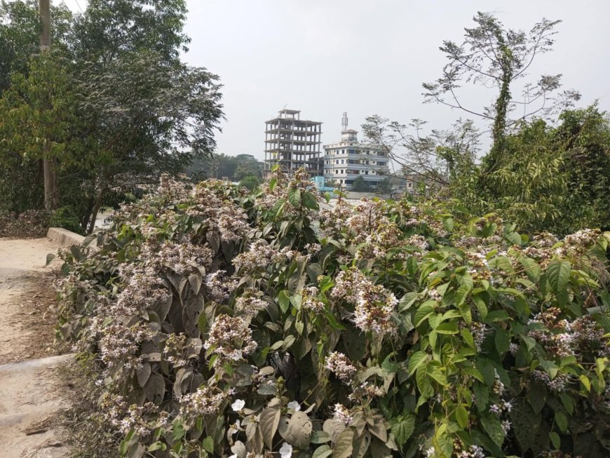 মীরসরাইয়ে গ্রামীণ জনপদে সৌরভ ছড়াচ্ছে ‘বনজুঁই’