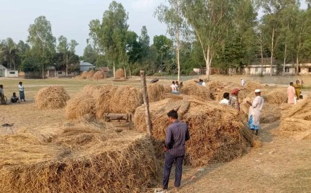 গোপালপুরে অস্থির খড়ের বাজার, লোকসানের আশংকায় খামারীরা