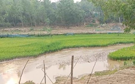 শেরপুরের চেল্লাখালী নদী এখন বোরো ফসলের মাঠ