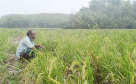 শেরপুরের পাহাড়ি এলাকায় বন্যহাতির তাণ্ডবে ক্ষতিগ্রস্ত কৃষক