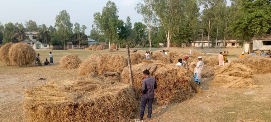 গোপালপুরে অস্থির খড়ের বাজার, লোকসানের আশংকায় খামারীরা