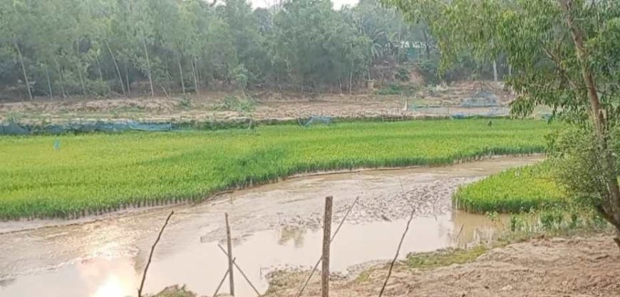 শেরপুরের চেল্লাখালী নদী এখন বোরো ফসলের মাঠ