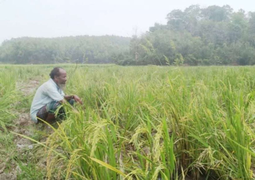 শেরপুরের পাহাড়ি এলাকায় বন্যহাতির তাণ্ডবে ক্ষতিগ্রস্ত কৃষক