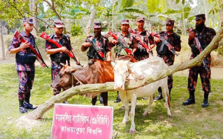 বিপুল পরিমাণ ভারতীয় মদসহ শেরপুরের ঝিনাইগাতীতে দুটি গরু জব্দ