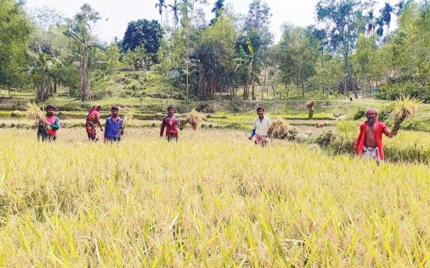 বন্যহাতির আক্রমণের ফসল বাঁচাতে শেরপুরের আধাপাকা ধান কাটছে কৃষকরা