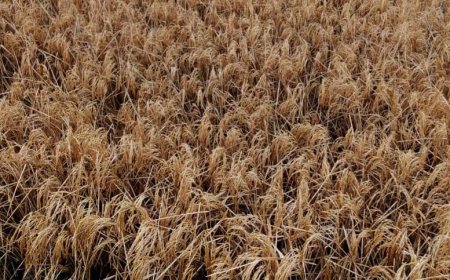 টাঙ্গাইলে আড়াই বিঘা জমির বোরো ধান বিষ দিয়ে পোড়ানোর অভিযোগে মামল