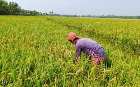 ধানের ফলন কম হওয়ার আশঙ্কায় শেরপুরের কৃষক