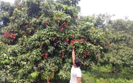 মিরসরাইয়ের তরুণ উদ্যেক্তো ফরহাদ অনলাইনে আম-লিচু বিক্রি করে সাড়া ফেলেছেন 