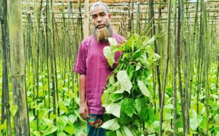 শেরপুরের পান চাষীর পানের বরজ কেটে বিনষ্ট করে ফেলেছে দুর্বৃত্তরা 