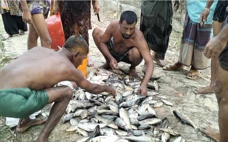 কলাপাড়ায় পুকুরে বিষ প্রয়োগে করে মাছ নিধন, লক্ষাধিক টাকার ক্ষতি