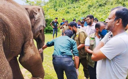 বন্যহাতিকে ফলোআপ চিকিৎসা দিয়েছে শেরপুরের বন বিভাগ