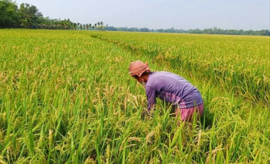 ধানের ফলন কম হওয়ার আশঙ্কায় শেরপুরের কৃষক