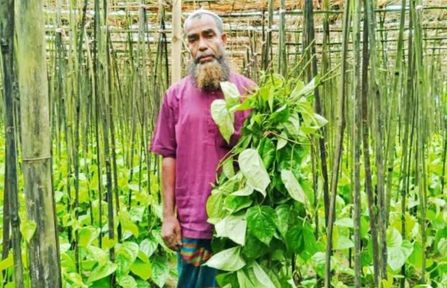 শেরপুরের পান চাষীর পানের বরজ কেটে বিনষ্ট করে ফেলেছে দুর্বৃত্তরা