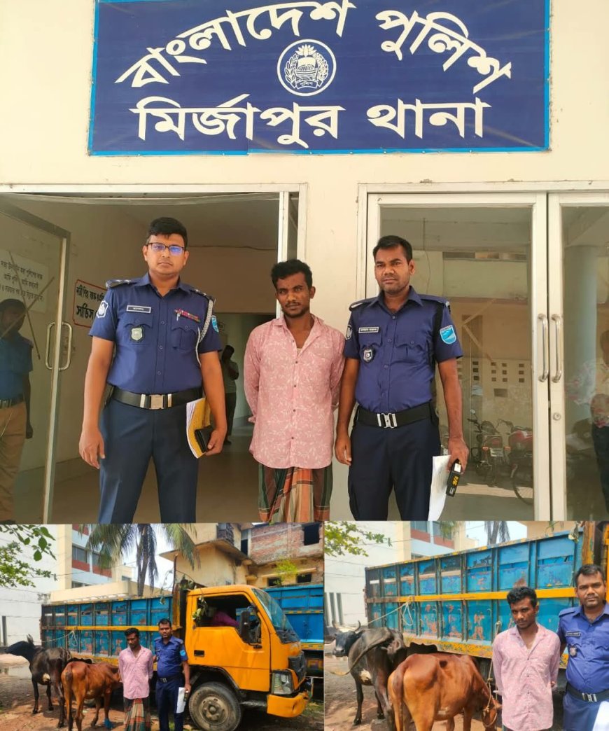 মির্জাপুরে চুরি যাওয়া ২টি গরু উদ্ধার ও ১ জন চোর গ্রেফতার করেছে মির্জাপুর থানা পুলিশ