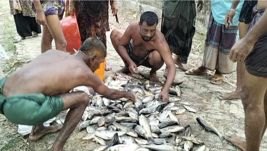 কলাপাড়ায় পুকুরে বিষ প্রয়োগে করে মাছ নিধন, লক্ষাধিক টাকার ক্ষতি