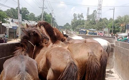 মধুপুরে ঘোড়া জবাই, পুলিশী অভিযানে ৭টি  ঘোড়া উদ্ধার - আটক ১