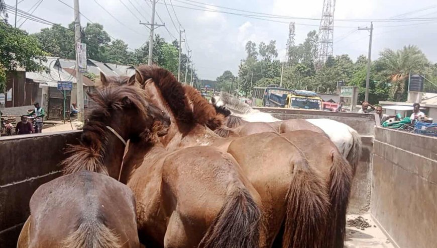 মধুপুরে ঘোড়া জবাই, পুলিশী অভিযানে ৭টি  ঘোড়া উদ্ধার - আটক ১
