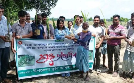 মিরসরাইয়ে তালের চারা রোপণ কর্মসূচি উদ্ভোদন করলেন উপজেলা নির্বাহী কর্মকর্তা