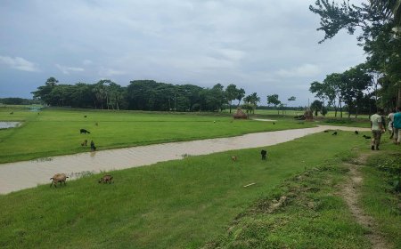 মহিপুর থানার ডালবুগঞ্জে স্থানীয় কৃষকের জমি ও ঘের দখলের অভিযোগ যুবদল নেতাদের বিরুদ্ধে