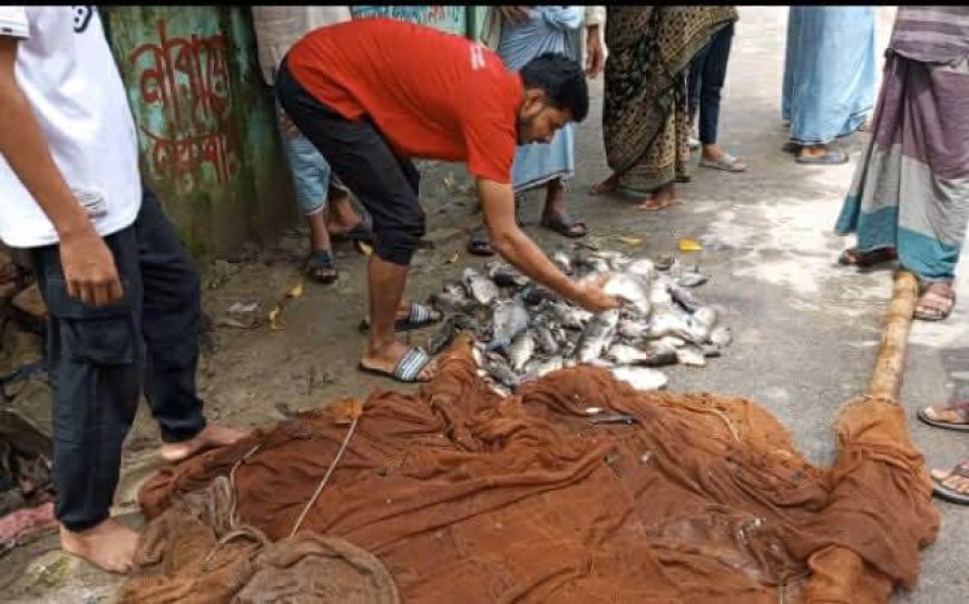 অভিনব কায়দায় মীরসরাইয়ে পুকুর থেকে মাছ চুরি