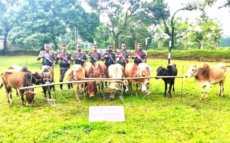পাহাড়ি সীমান্তে লাখ টাকার ভারতীয় মালামাল জব্দ করেছে বিজিবি