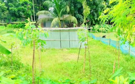 জামালপুরে জোরপূর্বক জমি বেদখলের পায়তারা ও হুমকীতে দিশেহারা এক দরিদ্র পরিবার