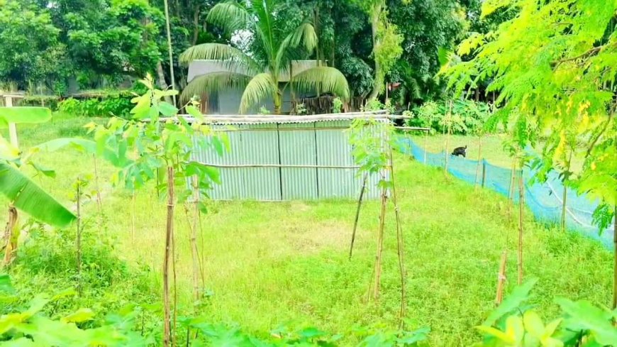 জামালপুরে জোরপূর্বক জমি বেদখলের পায়তারা ও হুমকীতে দিশেহারা এক দরিদ্র পরিবার