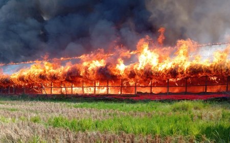 মিরসরাইয়ে পোল্ট্রি খামারে ভ'য়া'ব'হ অ'গ্নি'কা'ন্ড। ২৫ শ মুগরীর বাচ্চা পু'ড়ে অ'ঙ্গা'র