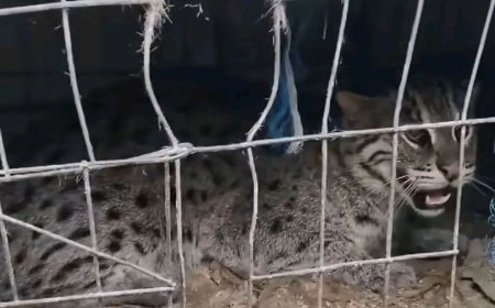 সাতক্ষীরার কলারোয়ার উফাপুর থেকে মেছোবাঘ আটক, অতঃপর অবমুক্ত 