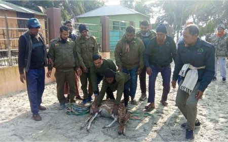 সুন্দরবন সাতক্ষীরা রেঞ্জ থেকে ফের লোকালয়ে চলে আসা একটি হরিণ উদ্ধার, অতঃপর বনে অবমুক্ত