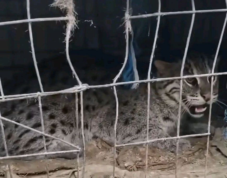 সাতক্ষীরার কলারোয়ার উফাপুর থেকে মেছোবাঘ আটক, অতঃপর অবমুক্ত 