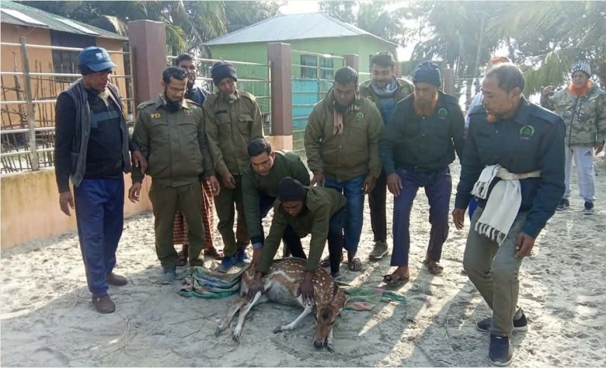 সুন্দরবন সাতক্ষীরা রেঞ্জ থেকে ফের লোকালয়ে চলে আসা একটি হরিণ উদ্ধার, অতঃপর বনে অবমুক্ত