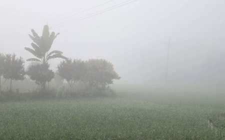 অসময় কুয়াশায় মাদারীপুরের পানের বরজে ছড়িয়ে পড়ছে রোগ, বিপাকে কৃষক