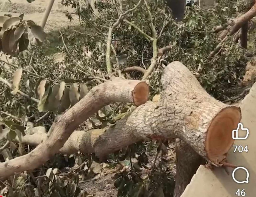 সন্ত্রাসী দুই সহোদরের দাপট ক্যান্সার আক্রান্ত বিধবা নাহার গৃহবন্ধী ও মানবেতর জীবন যাপন