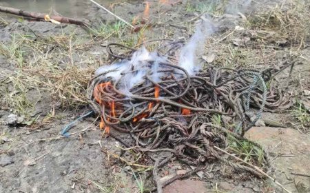 সুন্দরবন সাতক্ষীরা রেঞ্জে হরিণ শিকারের ২৫ ফাঁদ উদ্ধার