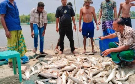 সাতক্ষীরার কালিগঞ্জে মৎস্য ঘেরে বিষ প্রয়োগ, ২০ লাখ টাকার ক্ষতি