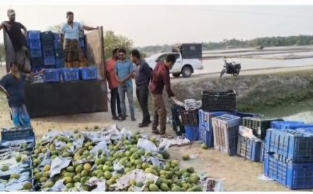 সাতক্ষীরার কালিগঞ্জে ভ্রাম্যমাণ আদালতের অভিযানে পিকআপ ভর্তি বিপুল পরিমাণ অপরিপক্ক আম জব্দ, অতঃপর বিনষ্ট