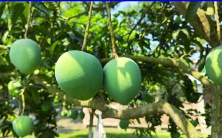 সাতক্ষীরায় আম ভাঙার ক্যালেন্ডার ঘোষণা 