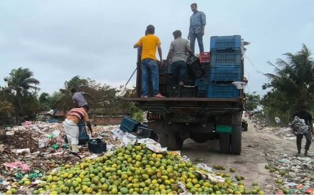 সাতক্ষীরায় কেমিক্যাল মিশিয়ে পাকানো ৯ হাজার কেজি আম জব্দ, পরে ধ্বংস