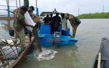 সাতক্ষীরার শ্যামনগর থেকে কুরিয়ার সার্ভিসের মাধ্যমে পাচারকালে জব্দকৃত ৫০ বস্তা শামুক সুন্দরবনের নদীতে অবমুক্ত