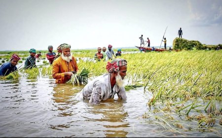 অতি বৃষ্টিতে  হাওরের বোরো ফসলের  ক্ষতি ৭ হাজার হেক্টর জমি পানিতে তলিয়ে গেছে