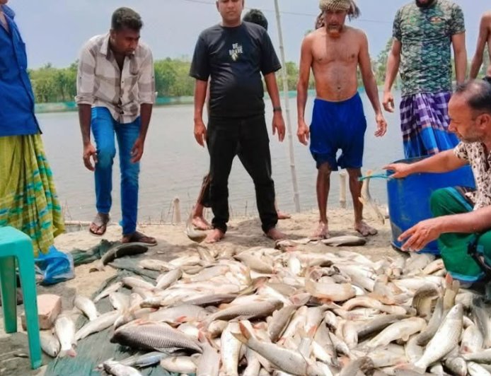 সাতক্ষীরার কালিগঞ্জে মৎস্য ঘেরে বিষ প্রয়োগ, ২০ লাখ টাকার ক্ষতি