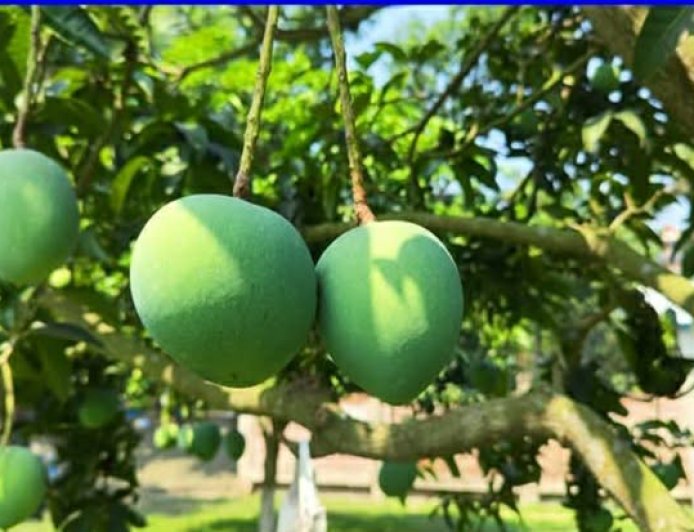 সাতক্ষীরায় আম ভাঙার ক্যালেন্ডার ঘোষণা 