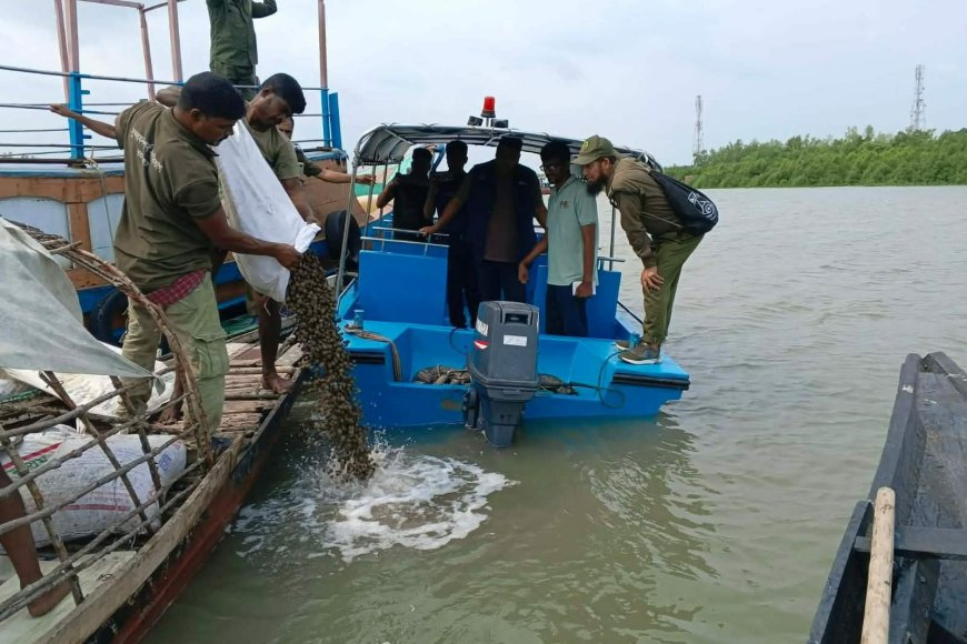 সাতক্ষীরার শ্যামনগর থেকে কুরিয়ার সার্ভিসের মাধ্যমে পাচারকালে জব্দকৃত ৫০ বস্তা শামুক সুন্দরবনের নদীতে অবমুক্ত