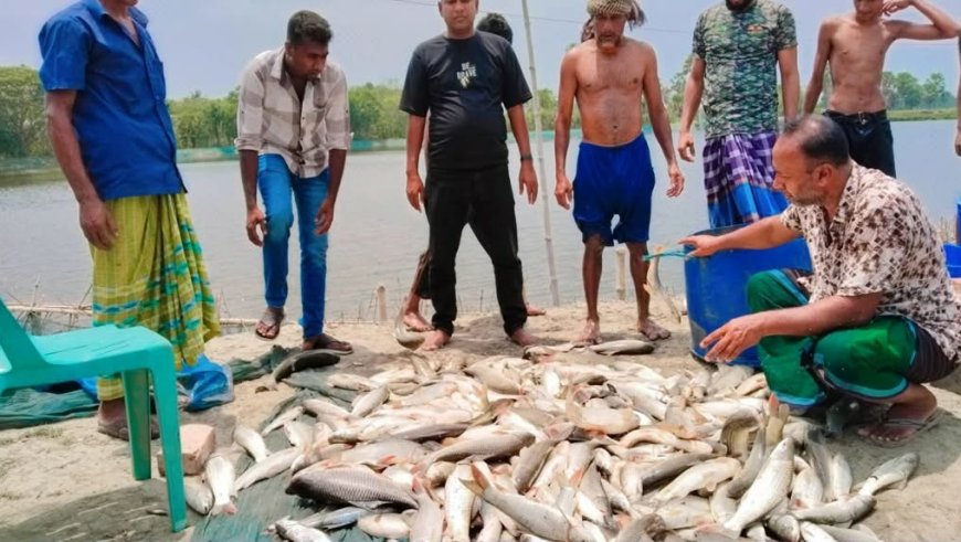 সাতক্ষীরার কালিগঞ্জে মৎস্য ঘেরে বিষ প্রয়োগ, ২০ লাখ টাকার ক্ষতি