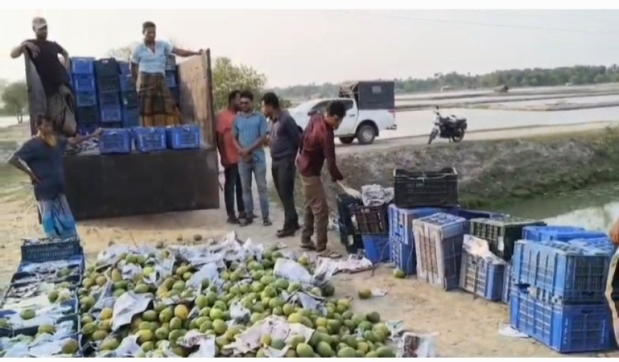 সাতক্ষীরার কালিগঞ্জে ভ্রাম্যমাণ আদালতের অভিযানে পিকআপ ভর্তি বিপুল পরিমাণ অপরিপক্ক আম জব্দ, অতঃপর বিনষ্ট