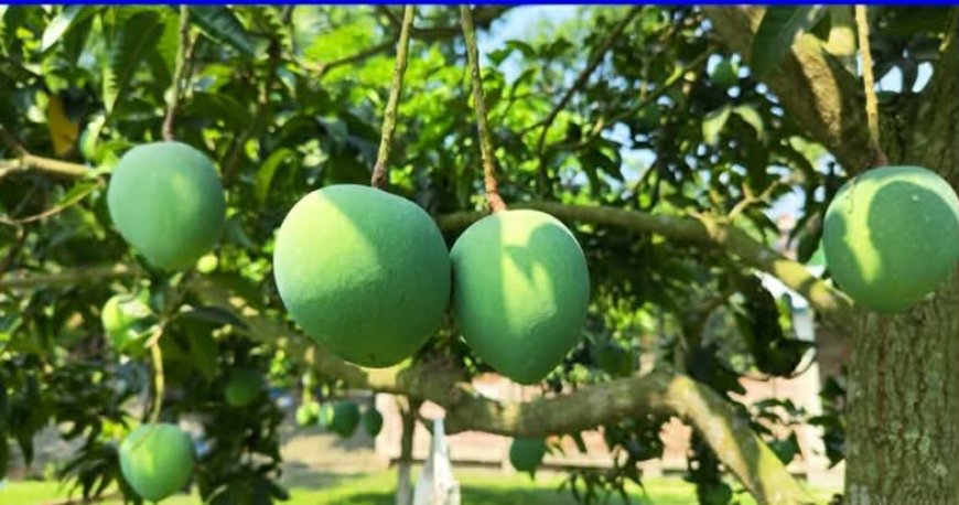 সাতক্ষীরায় আম ভাঙার ক্যালেন্ডার ঘোষণা 