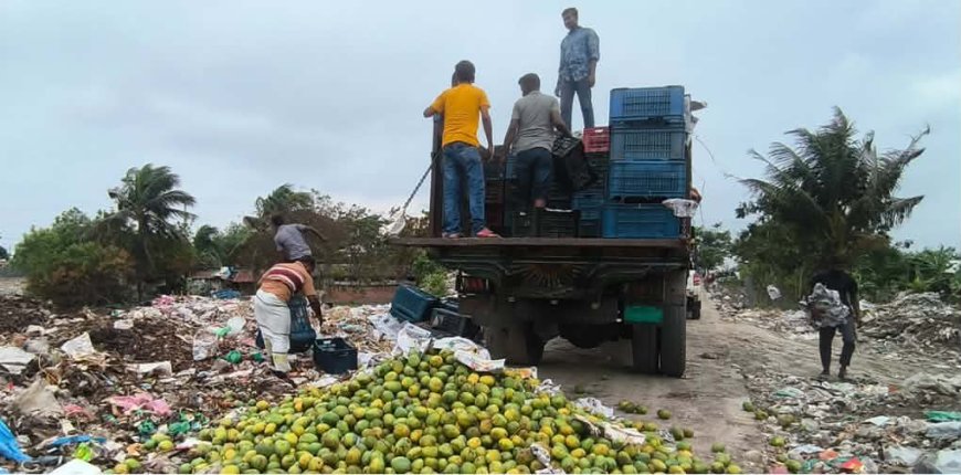 সাতক্ষীরায় কেমিক্যাল মিশিয়ে পাকানো ৯ হাজার কেজি আম জব্দ, পরে ধ্বংস