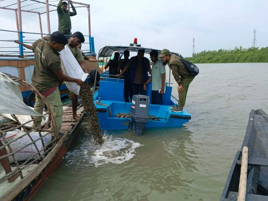 সাতক্ষীরার শ্যামনগর থেকে কুরিয়ার সার্ভিসের মাধ্যমে পাচারকালে জব্দকৃত ৫০ বস্তা শামুক সুন্দরবনের নদীতে অবমুক্ত